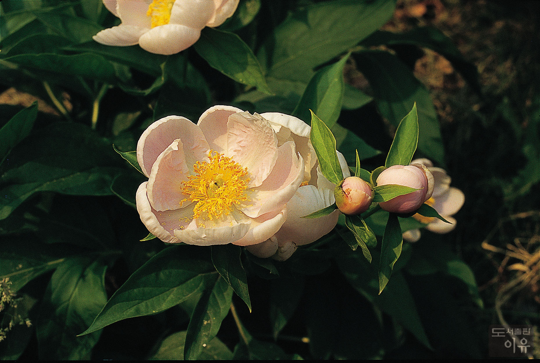 Paeonia lactiflora PALL. 19 큰이미지