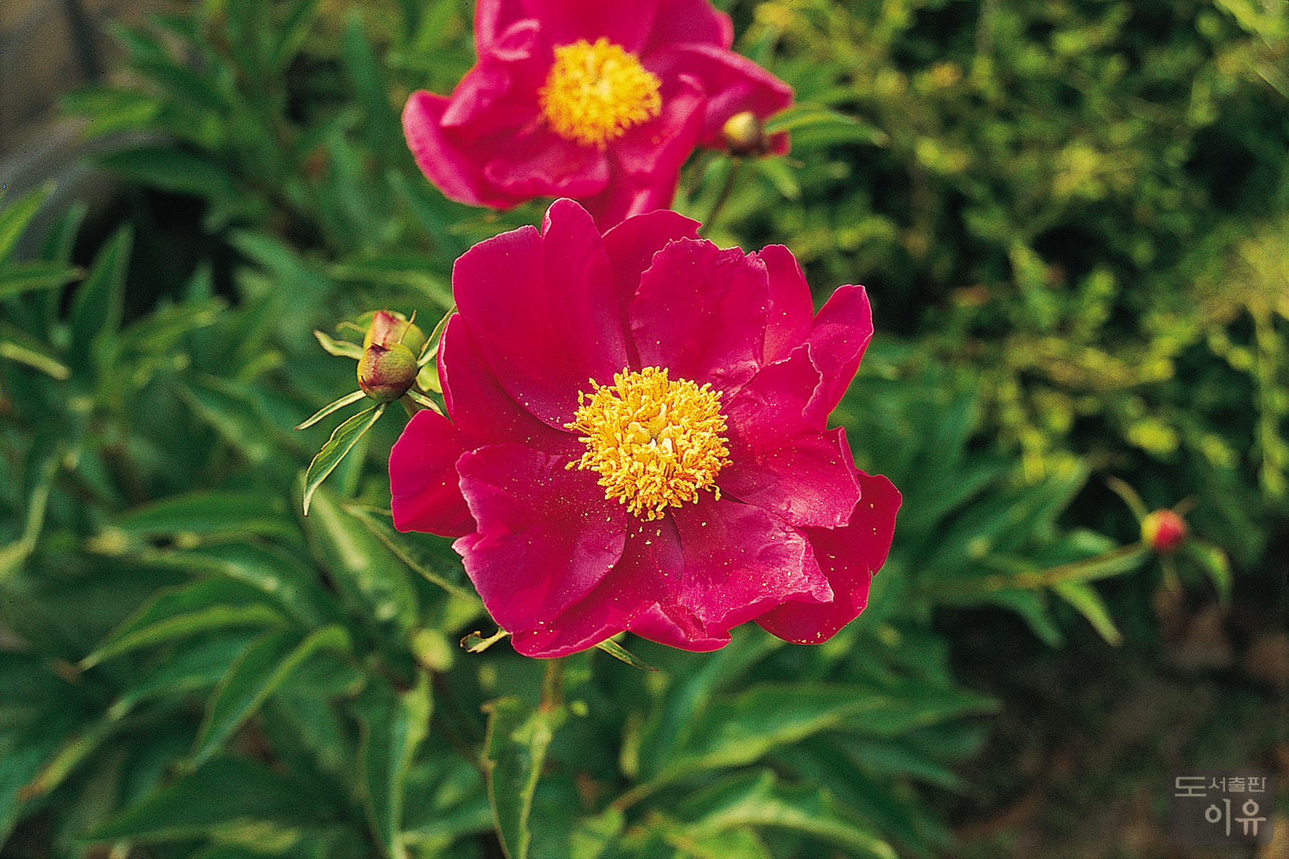 Paeonia lactiflora PALL. 2 큰이미지