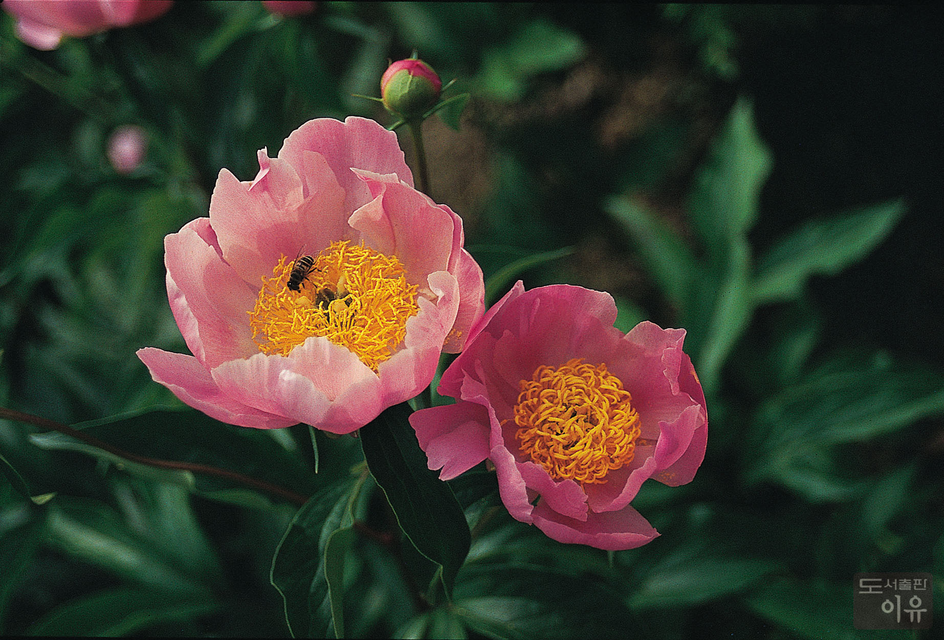 Paeonia lactiflora PALL. 3 큰이미지