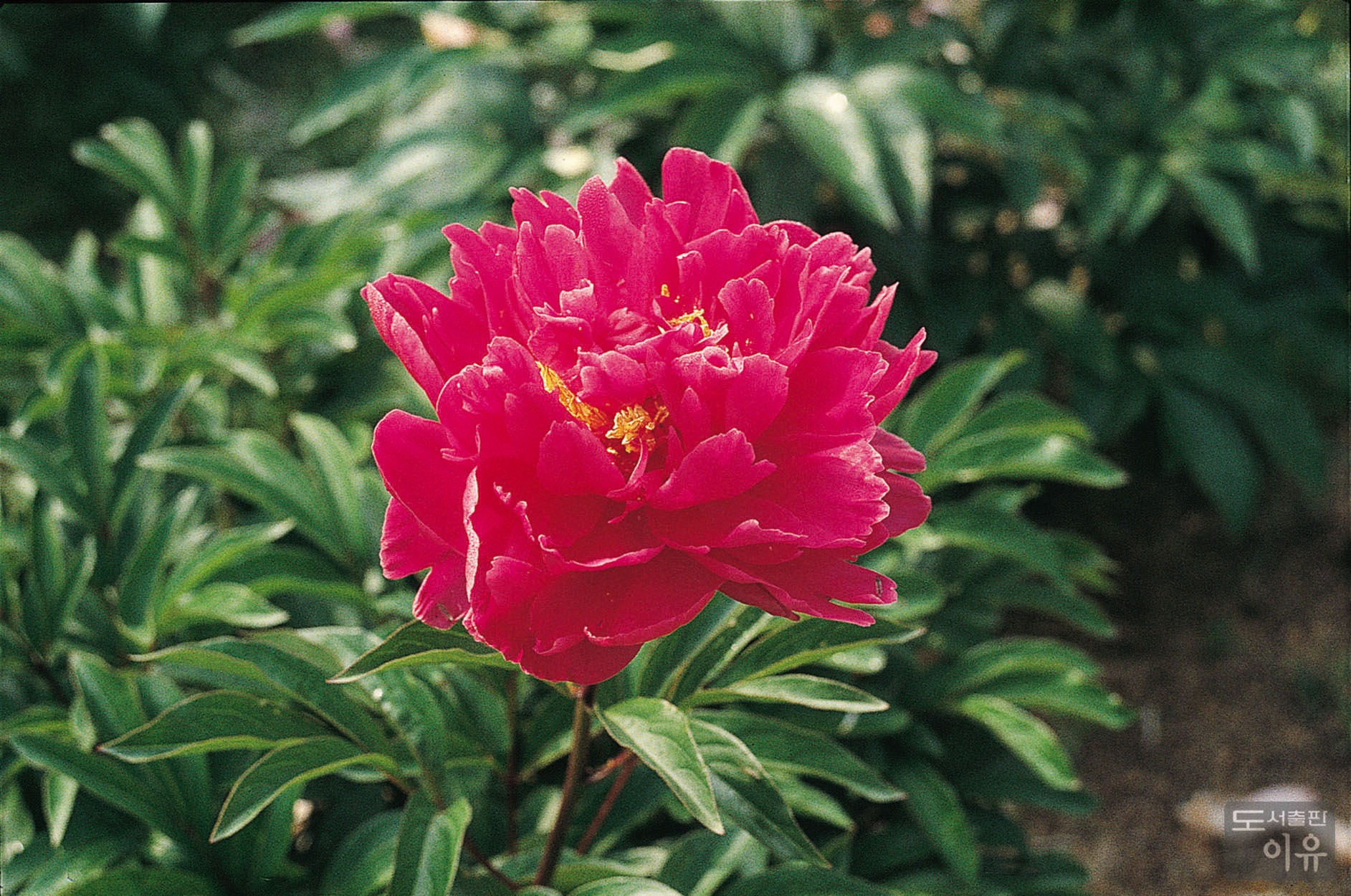 Paeonia lactiflora PALL. 4 큰이미지