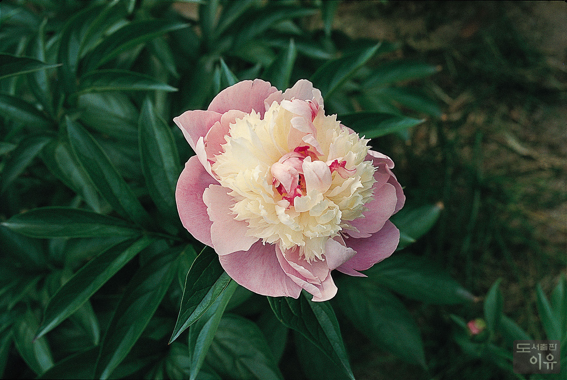 Paeonia lactiflora PALL. 5 큰이미지