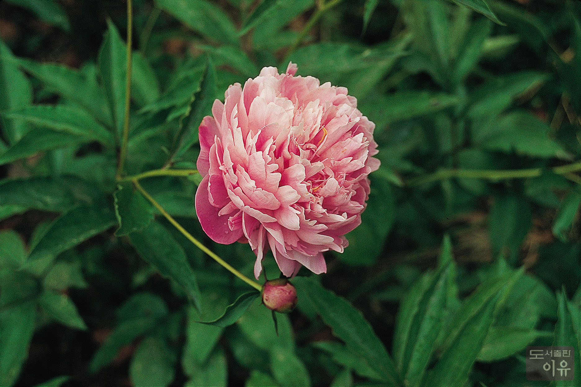 Paeonia lactiflora PALL. 6 큰이미지