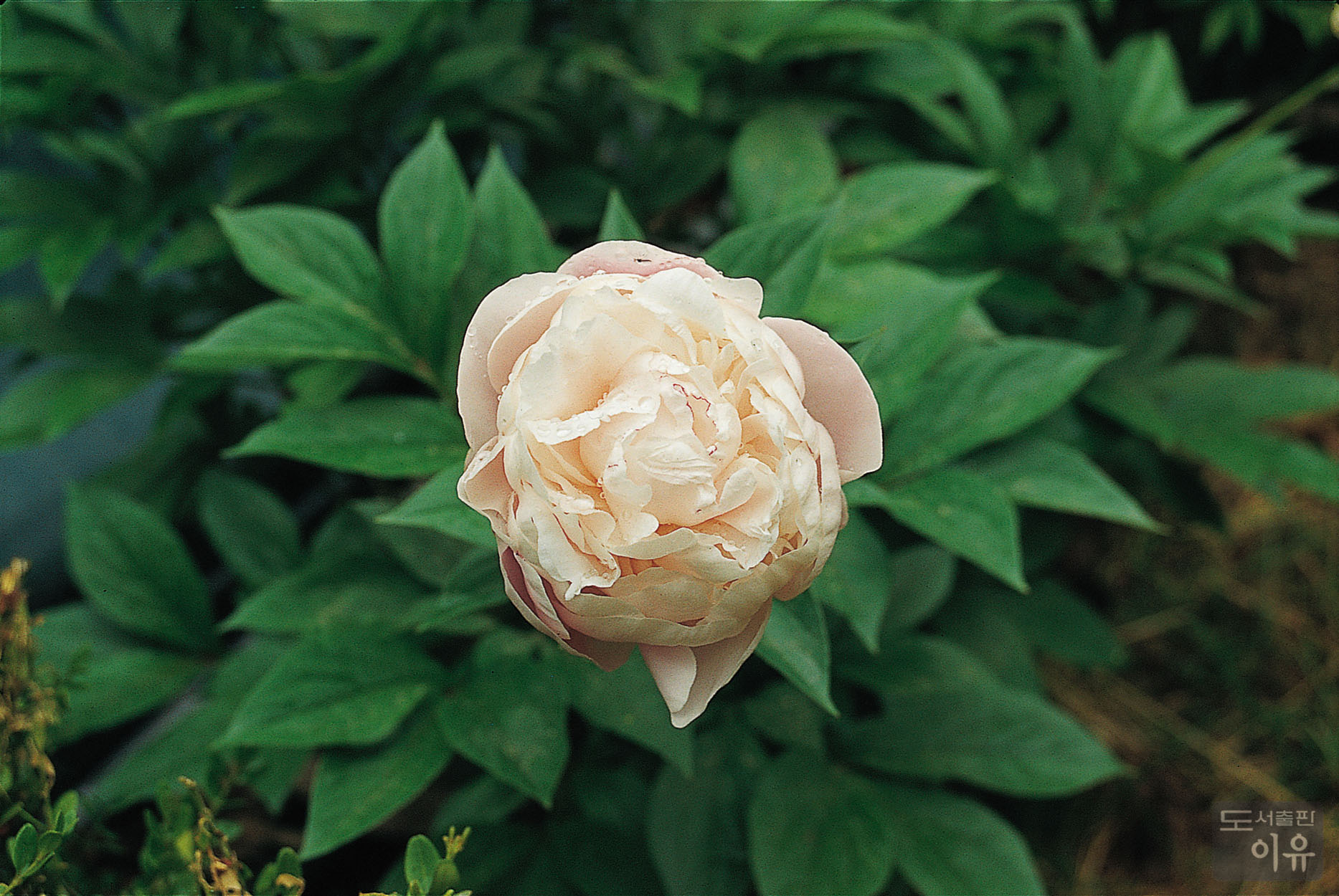 Paeonia lactiflora PALL. 7 큰이미지