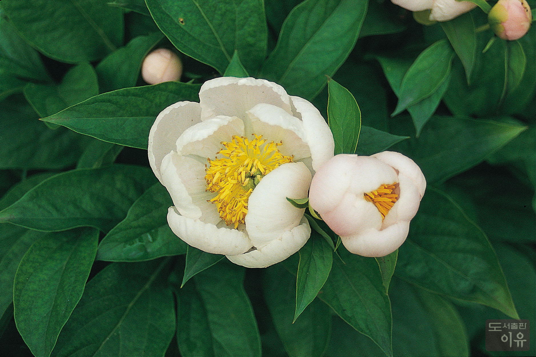 Paeonia lactiflora PALL. 8 큰이미지