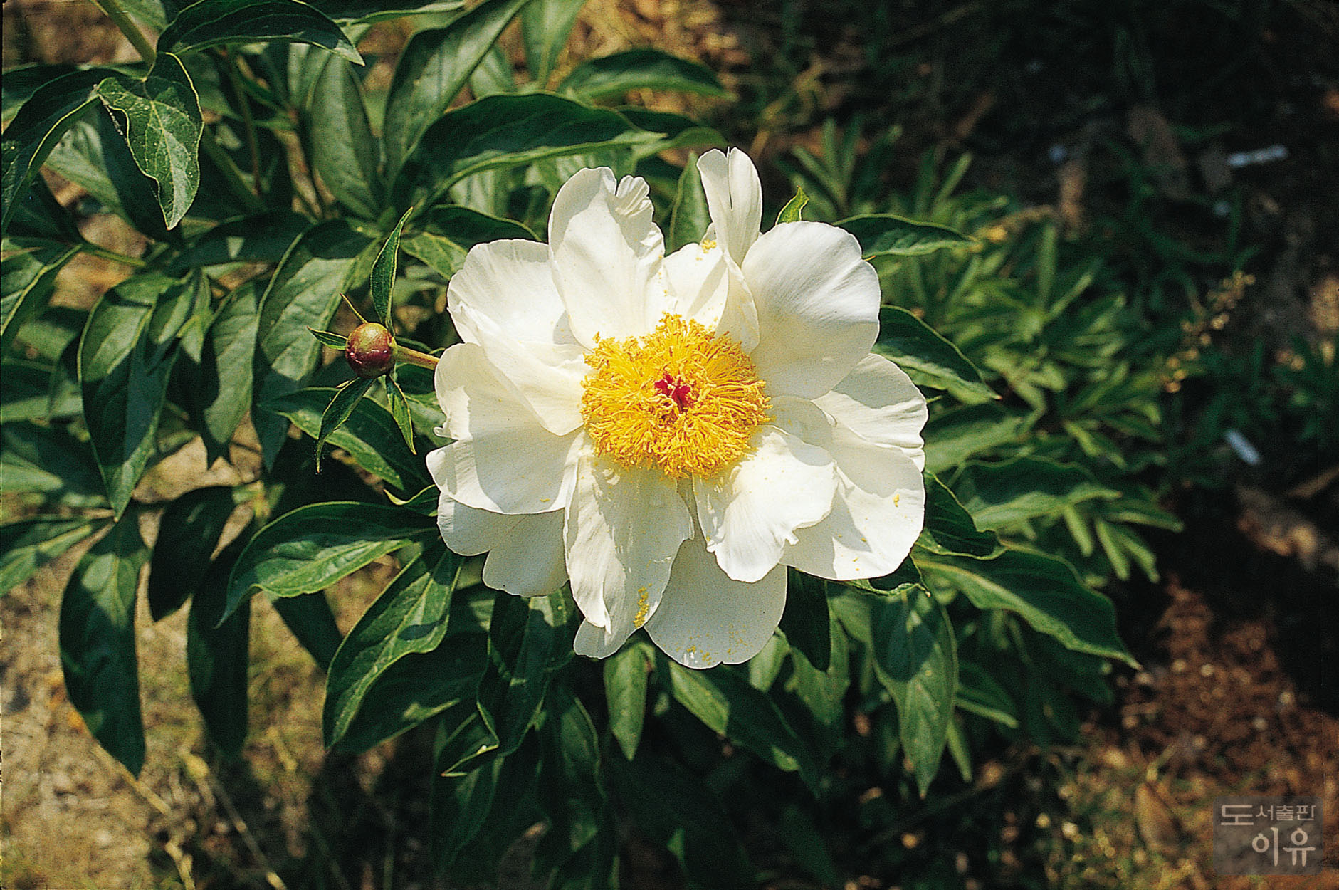 Paeonia lactiflora PALL. 9 큰이미지