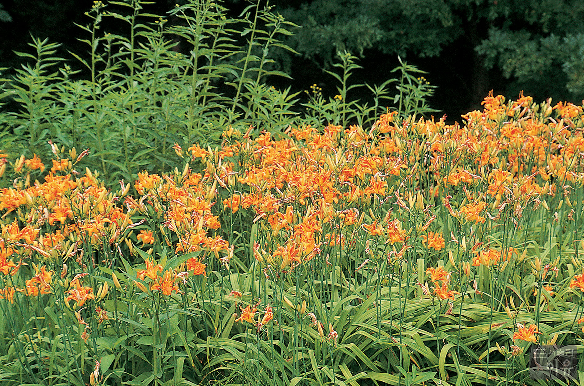 Hemerocallis fulva L. 1 큰이미지