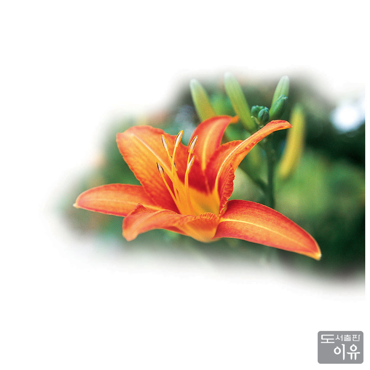 Hemerocallis fulva L. 2 큰이미지