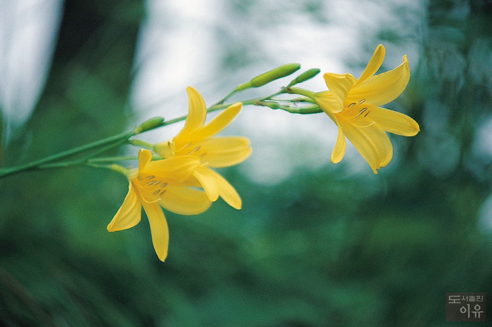 Hemerocallis fulva L. 3 큰이미지