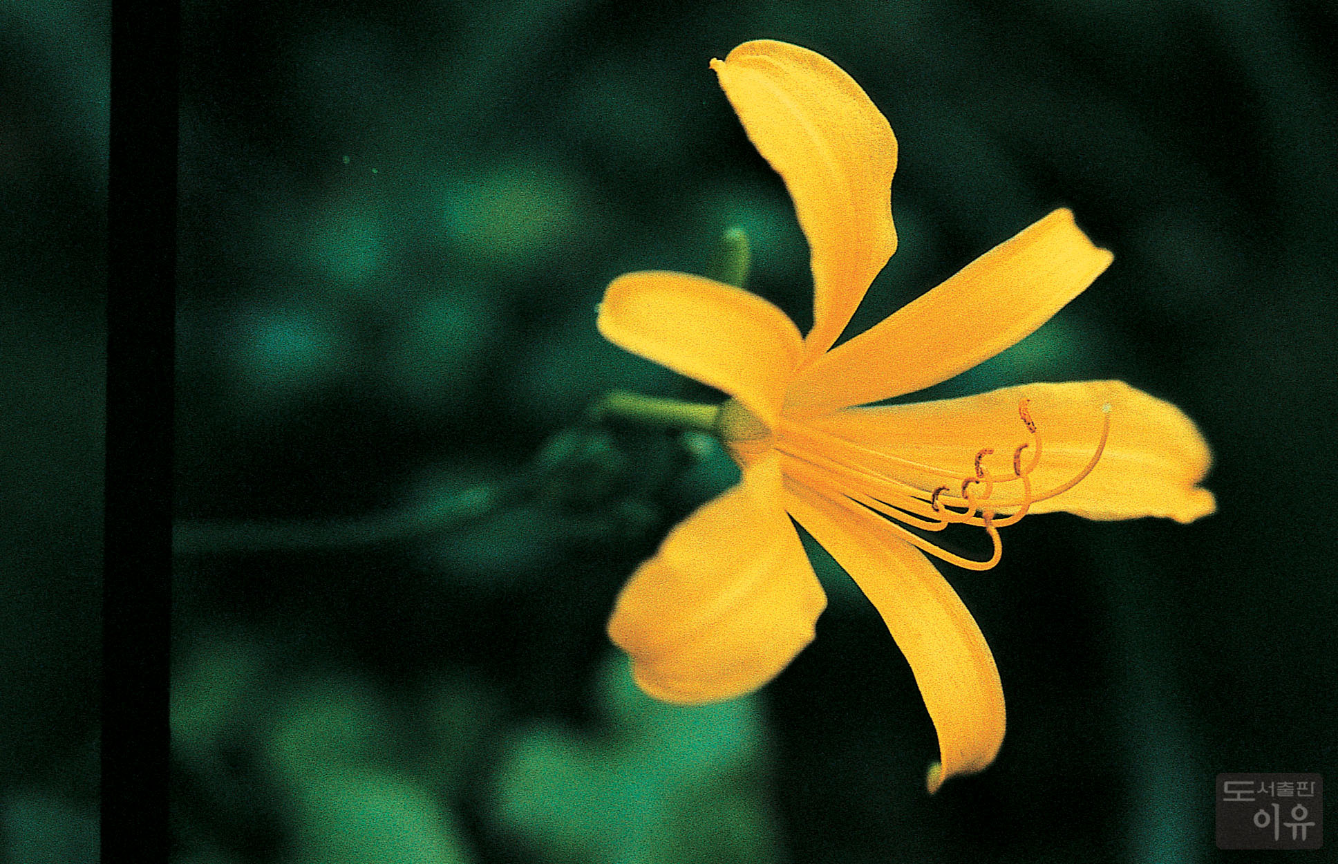 Hemerocallis fulva L. 4 큰이미지