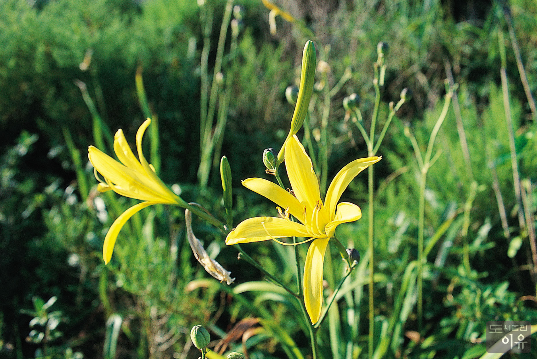 Hemerocallis fulva L. 5 큰이미지