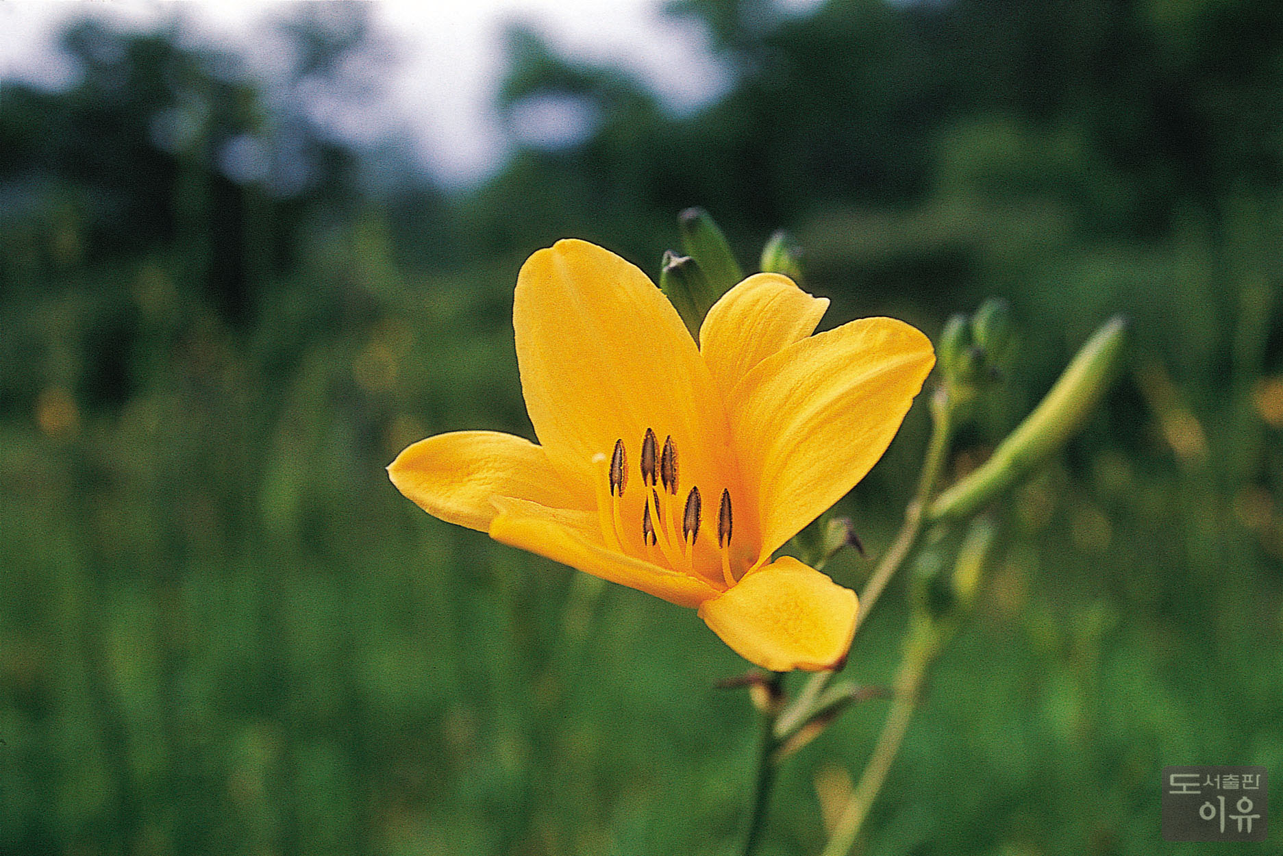 Hemerocallis fulva L. 6 큰이미지