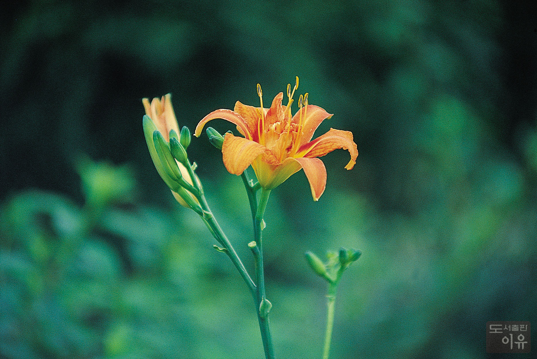 Hemerocallis fulva L. 7 큰이미지