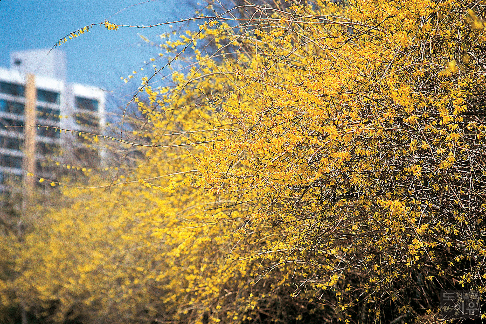 Forsythia koreana NAKAI 대표 이미지
