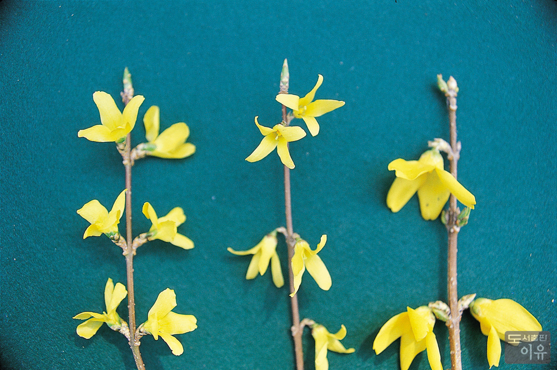 Forsythia koreana NAKAI 2 큰이미지