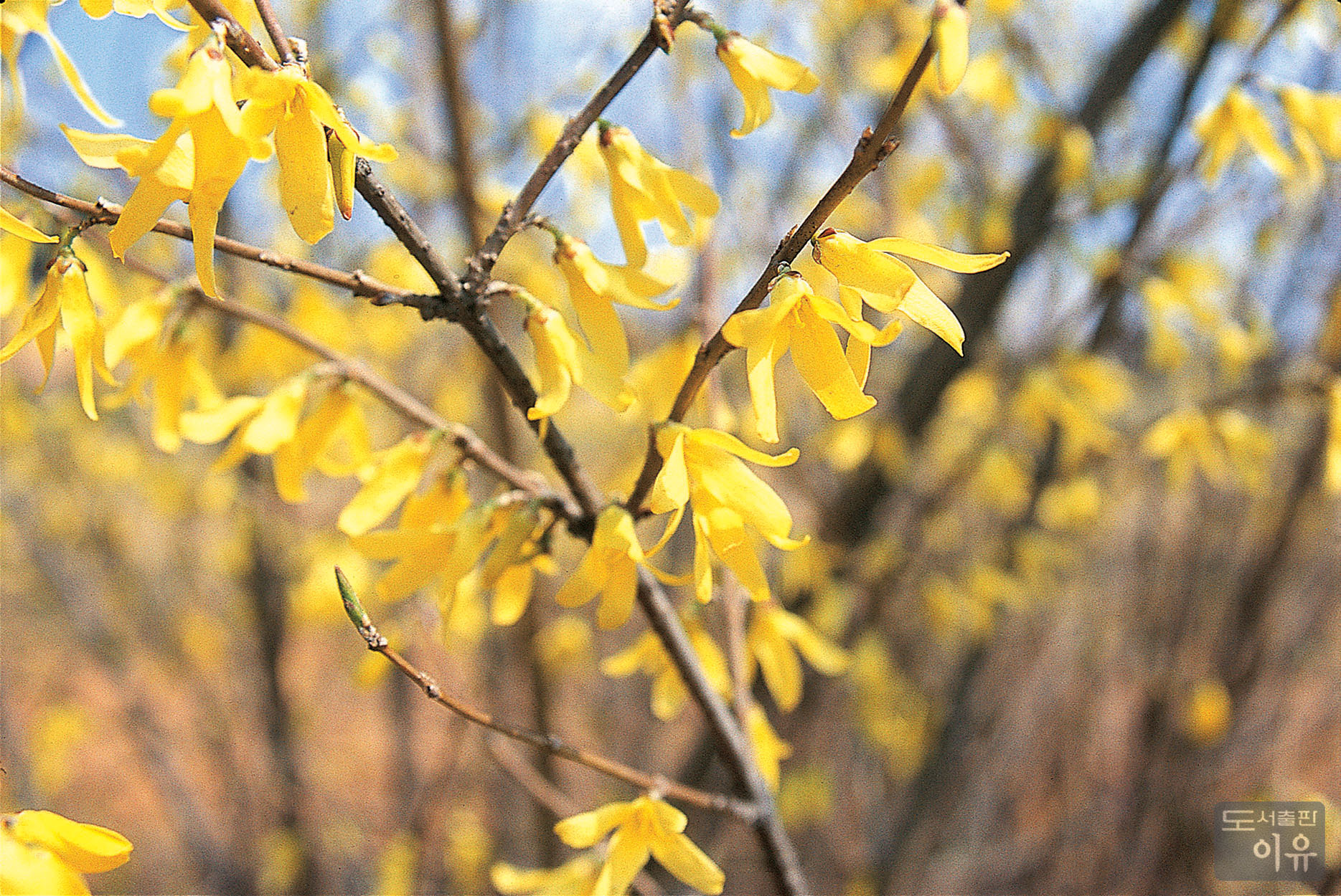 Forsythia koreana NAKAI 3 큰이미지