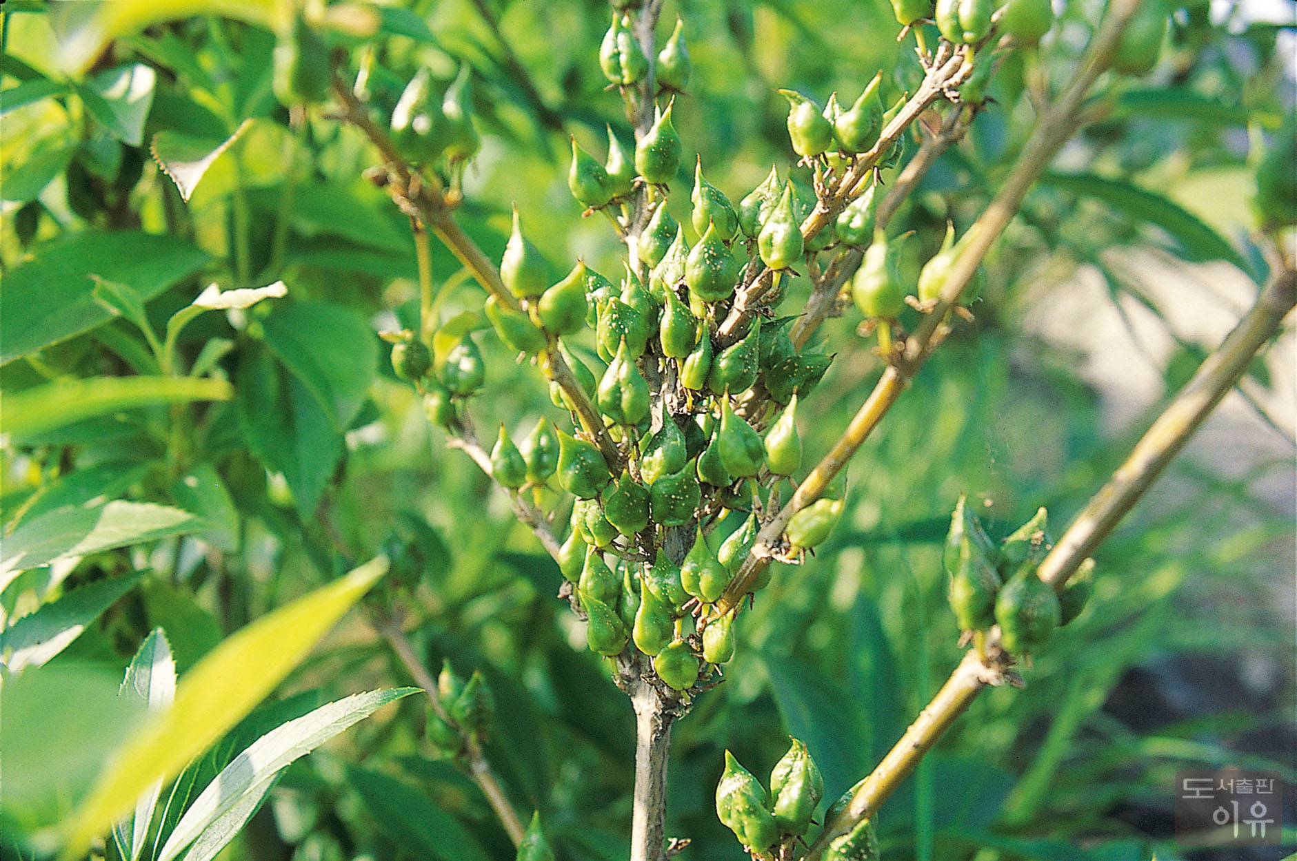 Forsythia koreana NAKAI 4 큰이미지