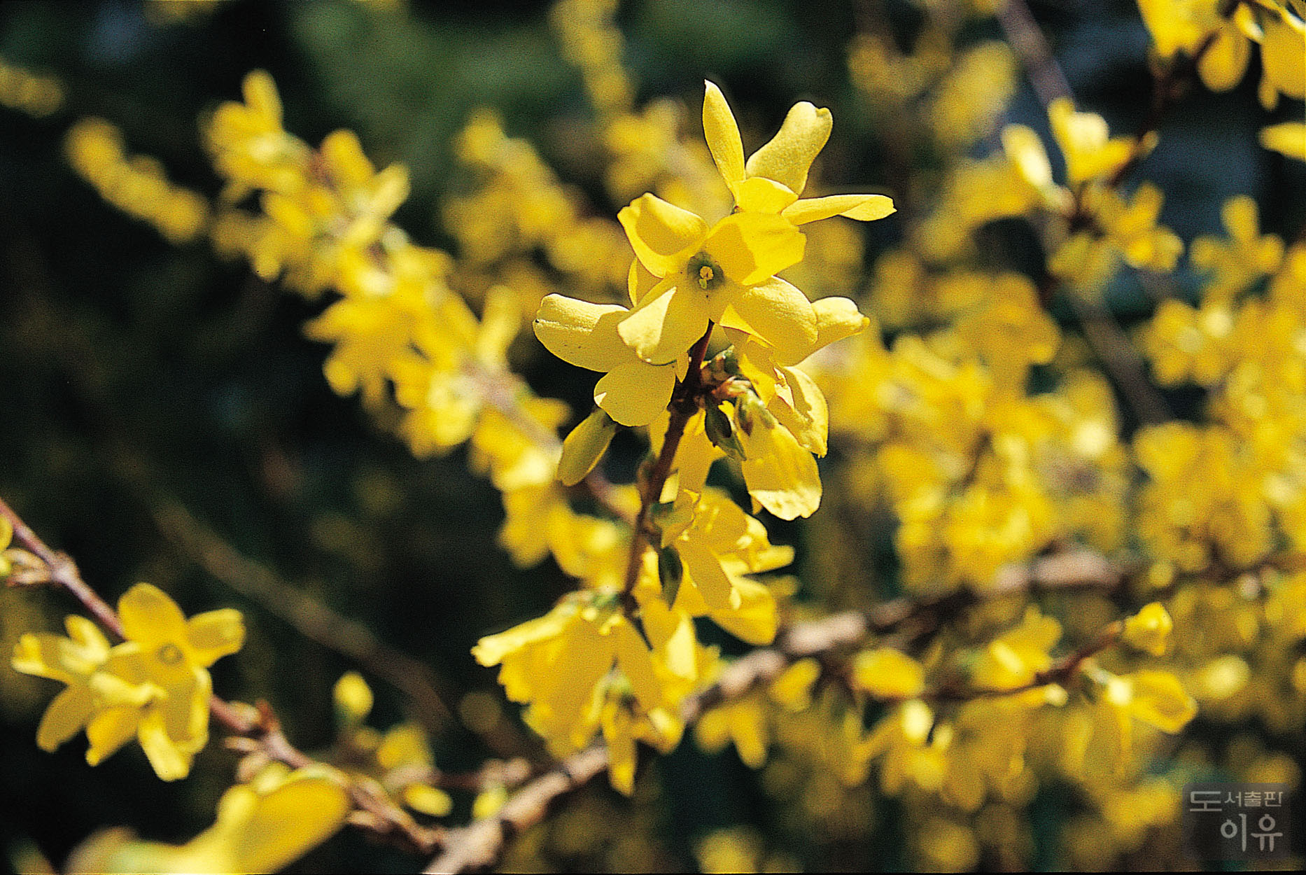 Forsythia koreana NAKAI 5 큰이미지