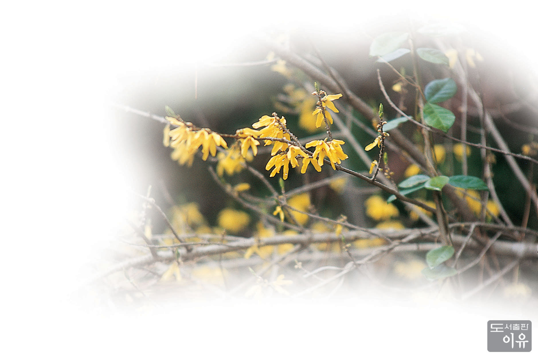 Forsythia koreana NAKAI 6 큰이미지