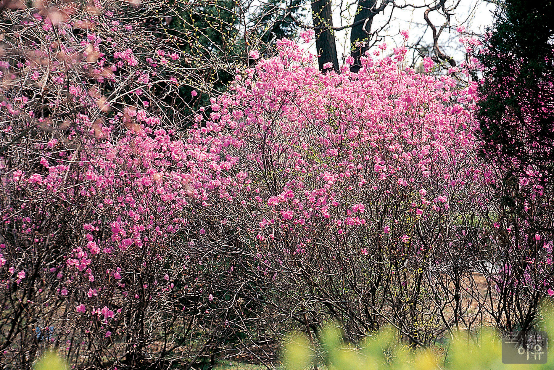 Rhododendron mucronulatum TURCZ. 1 큰이미지