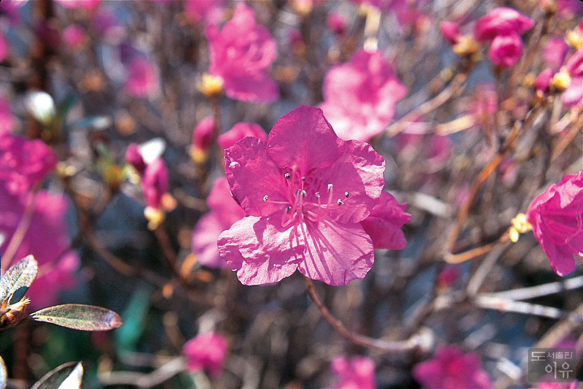 Rhododendron mucronulatum TURCZ. 2 큰이미지