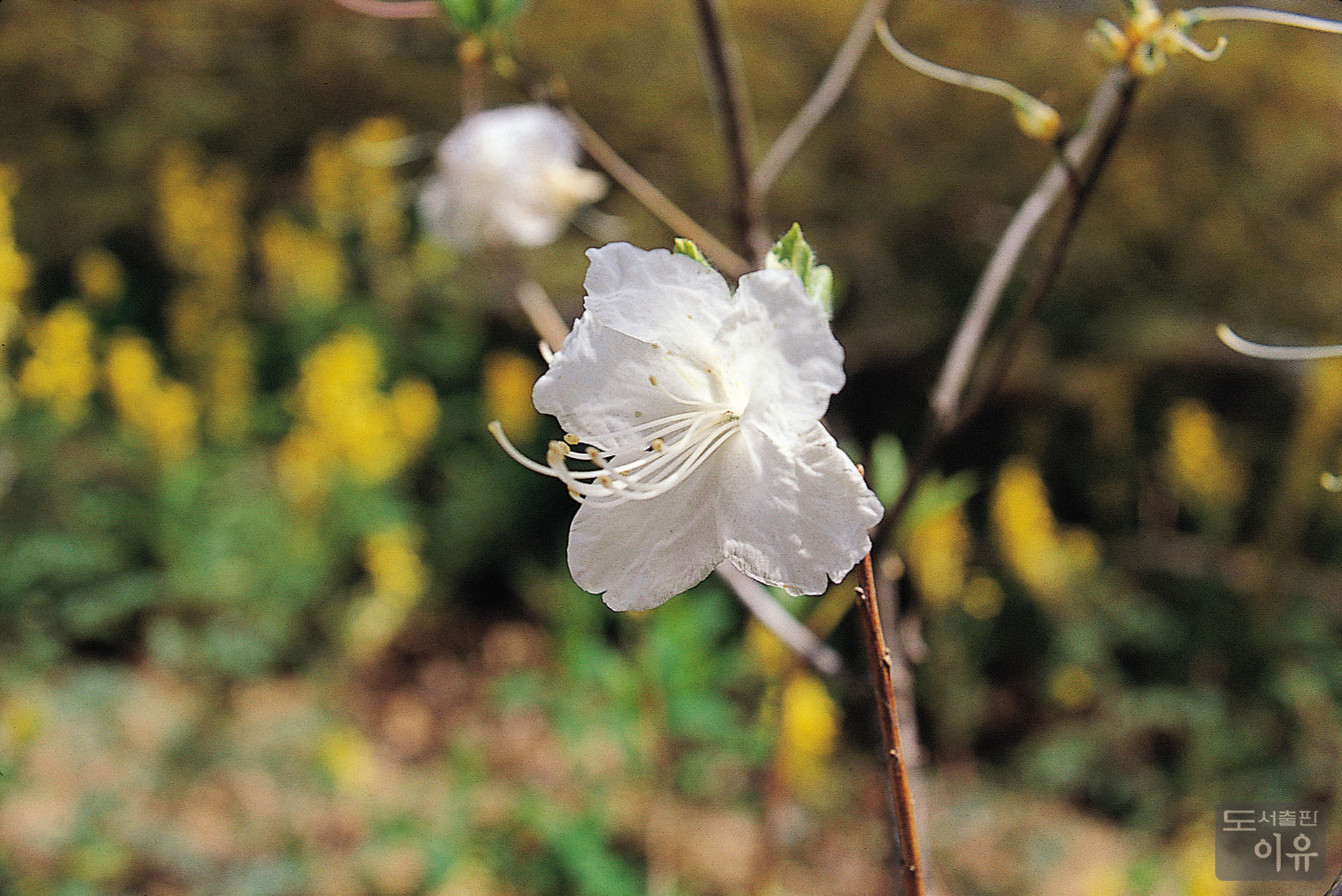 Rhododendron mucronulatum TURCZ. 3 큰이미지