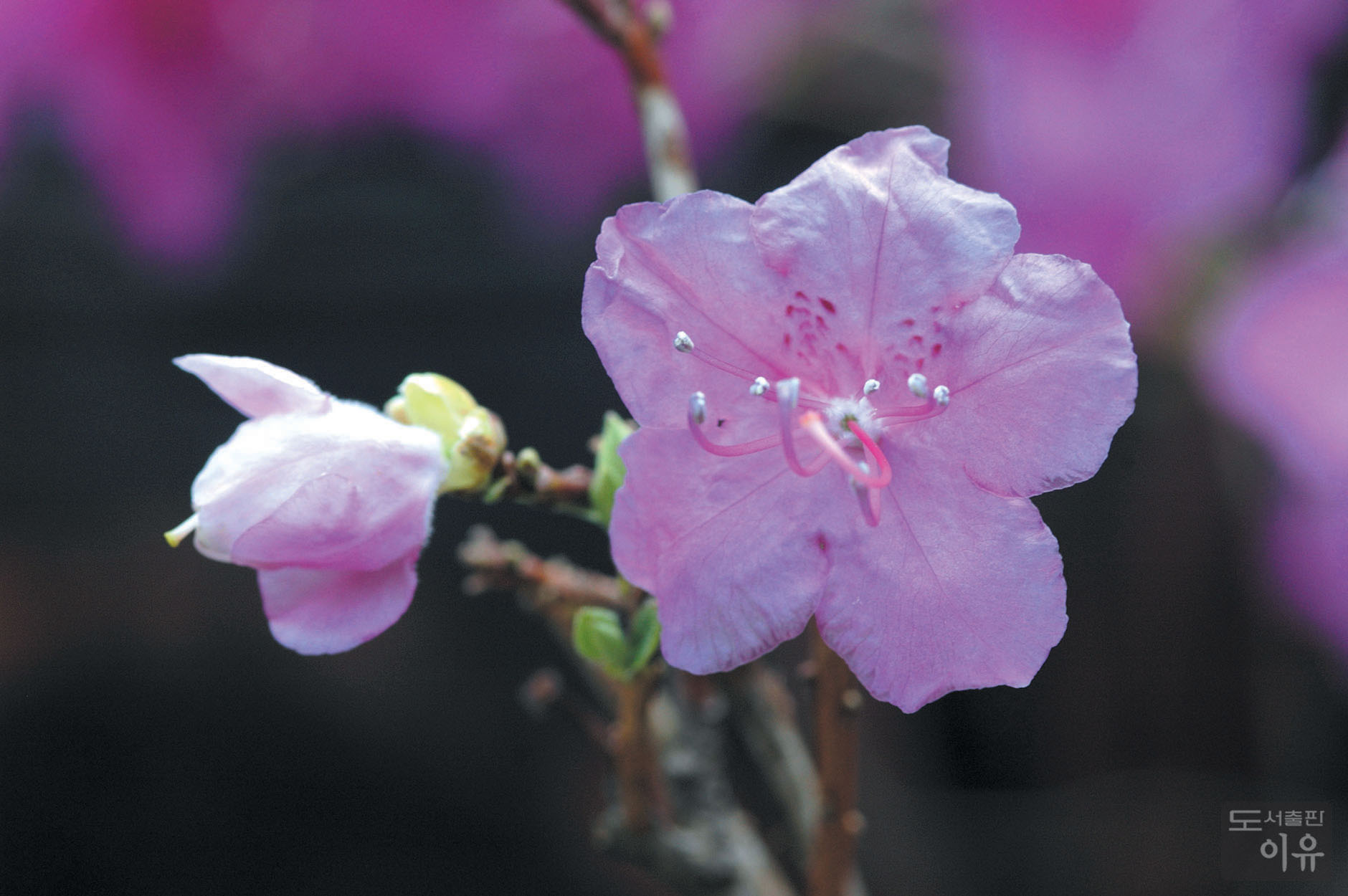 Rhododendron mucronulatum TURCZ. 4 큰이미지