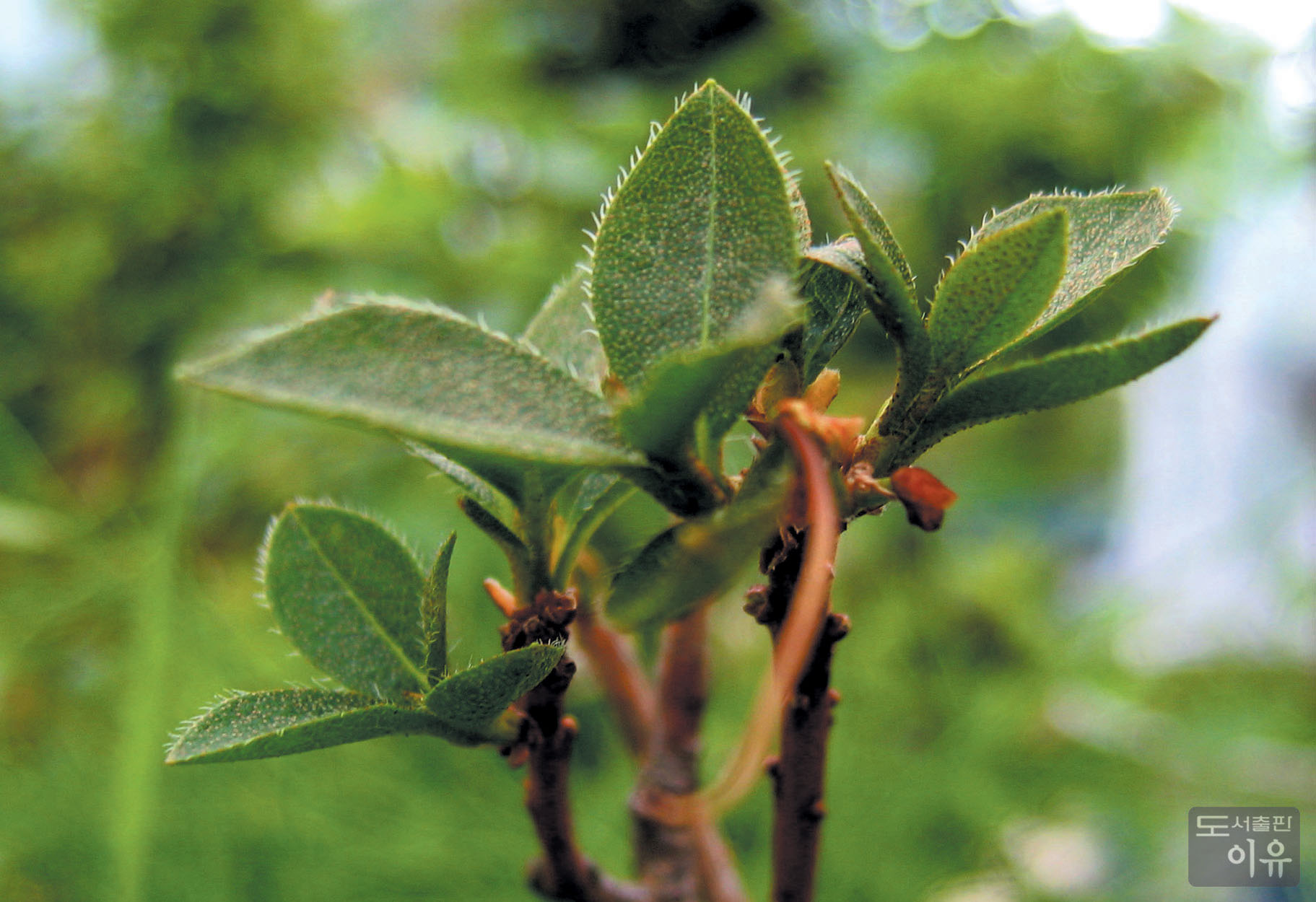 Rhododendron mucronulatum TURCZ. 5 큰이미지