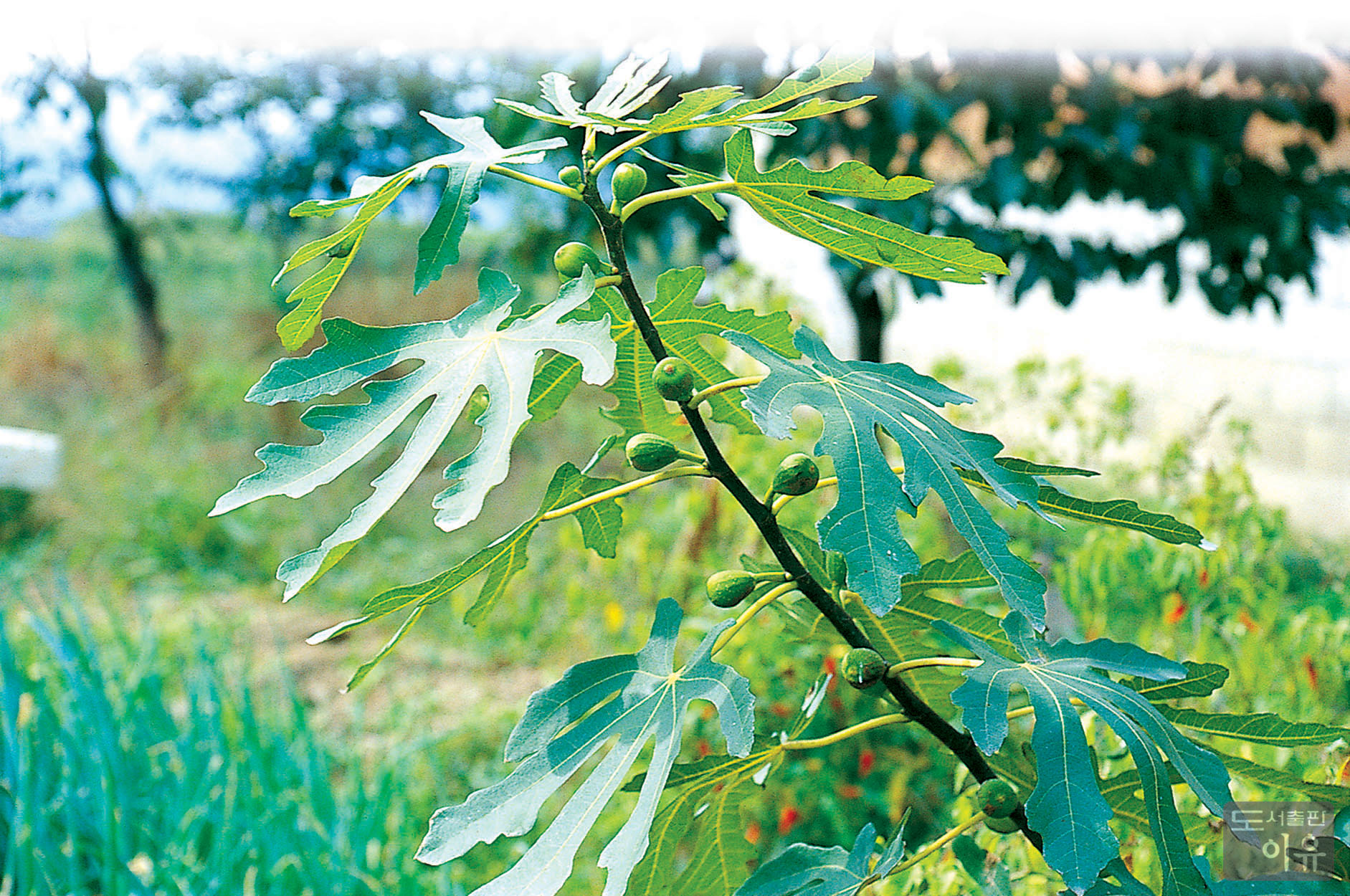 Ficus carica L. 1 큰이미지