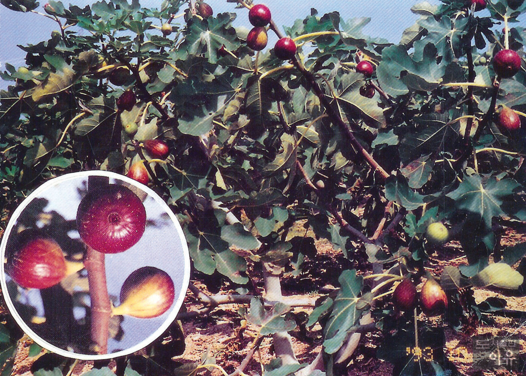 Ficus carica L. 2 큰이미지