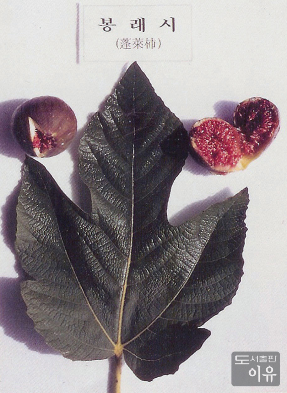 Ficus carica L. 3 큰이미지