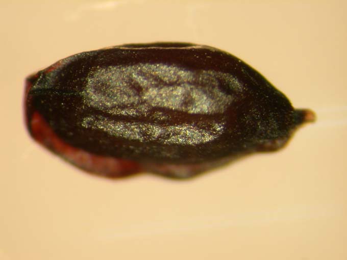 Platycodon grandiflorum 1 큰이미지