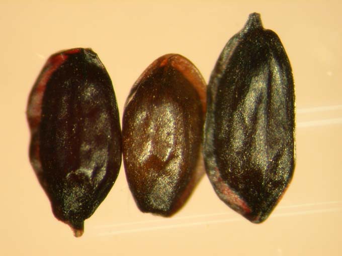 Platycodon grandiflorum 2 큰이미지