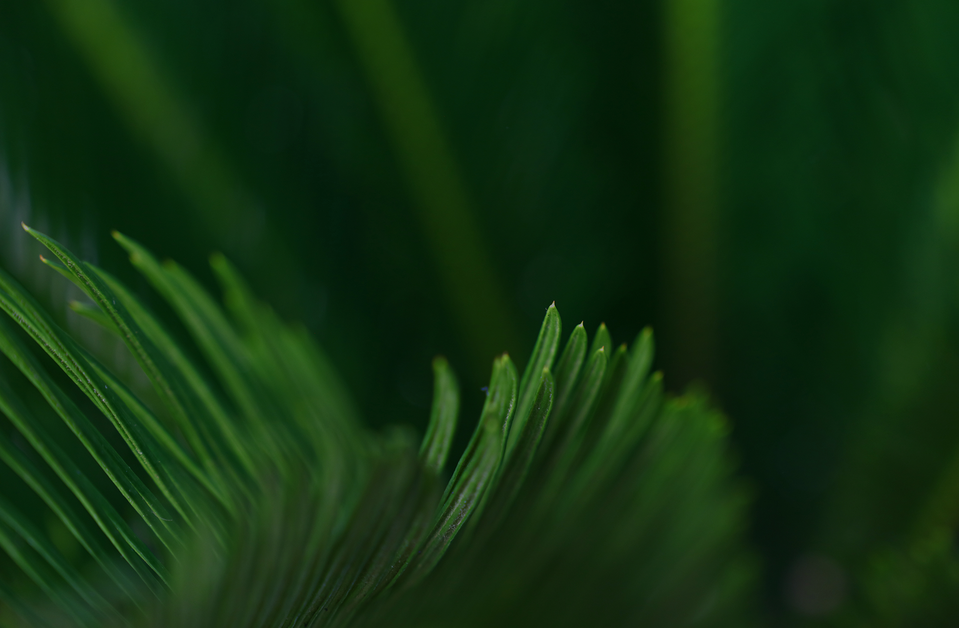 BRIS 생명자원정보서비스